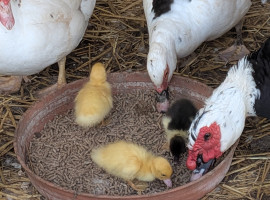 🐥 Flauschiger Nachwuchs im Solibund 💙